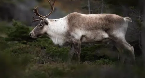 Caribou